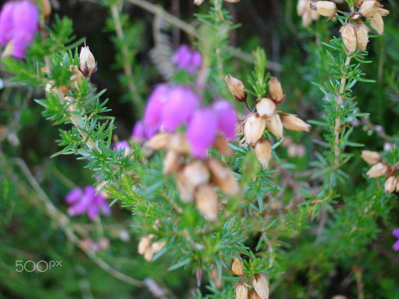 Sony DSC-W100 sample photo. Colourful photography