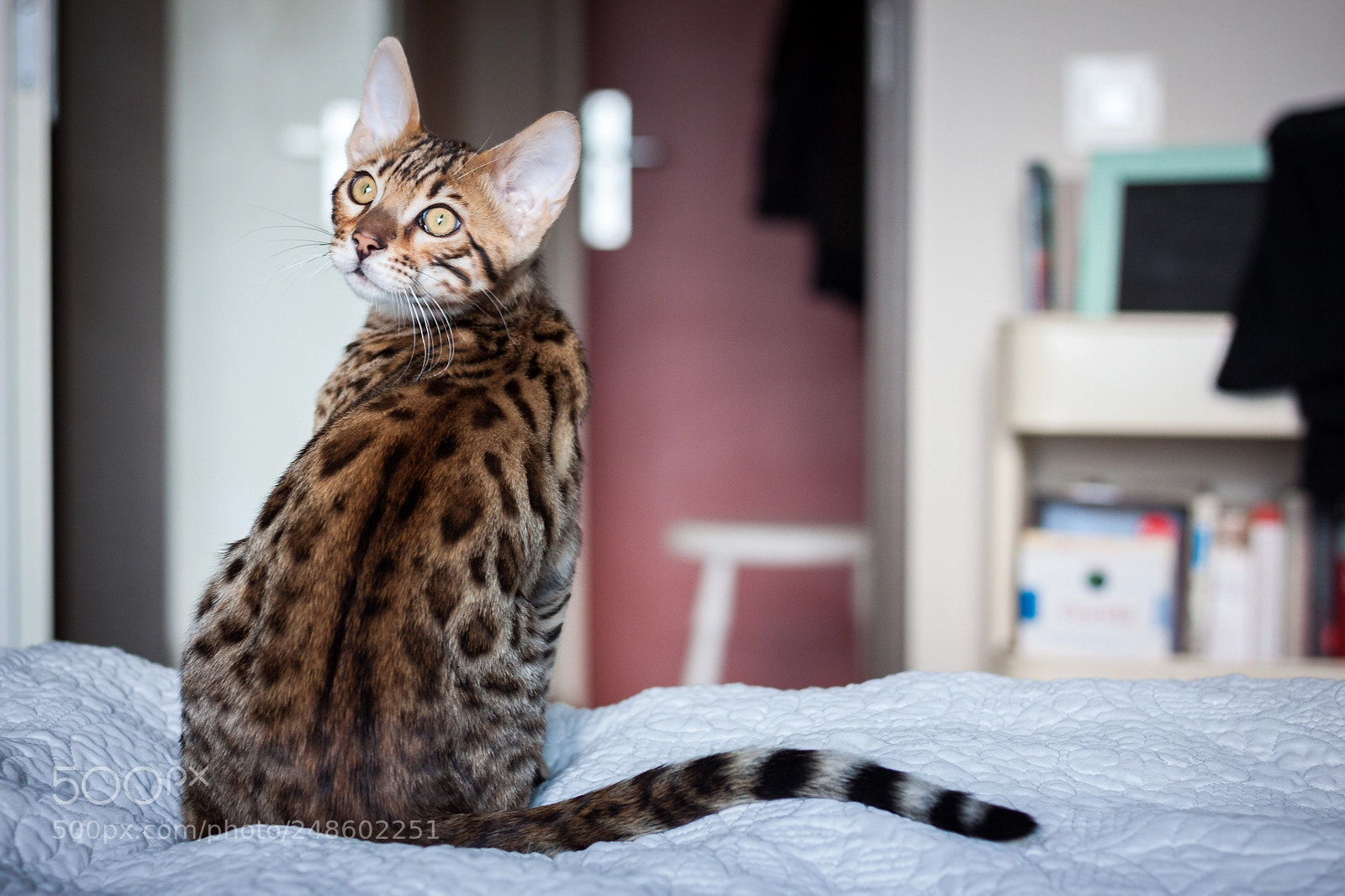 Canon EOS 500D (EOS Rebel T1i / EOS Kiss X3) sample photo. Bengal kitten 2 photography