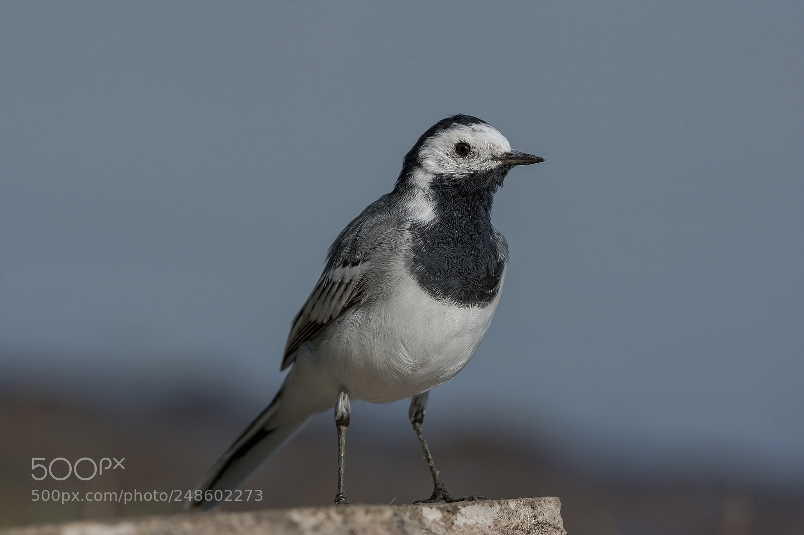 Nikon D7200 sample photo. White wagtail photography