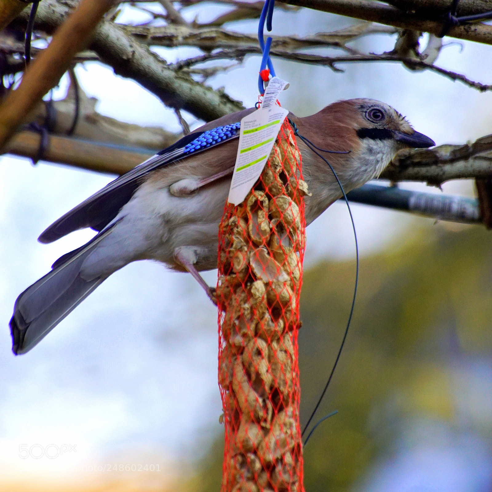 Sony SLT-A68 sample photo. Vlaamse gaai jay garrulus photography
