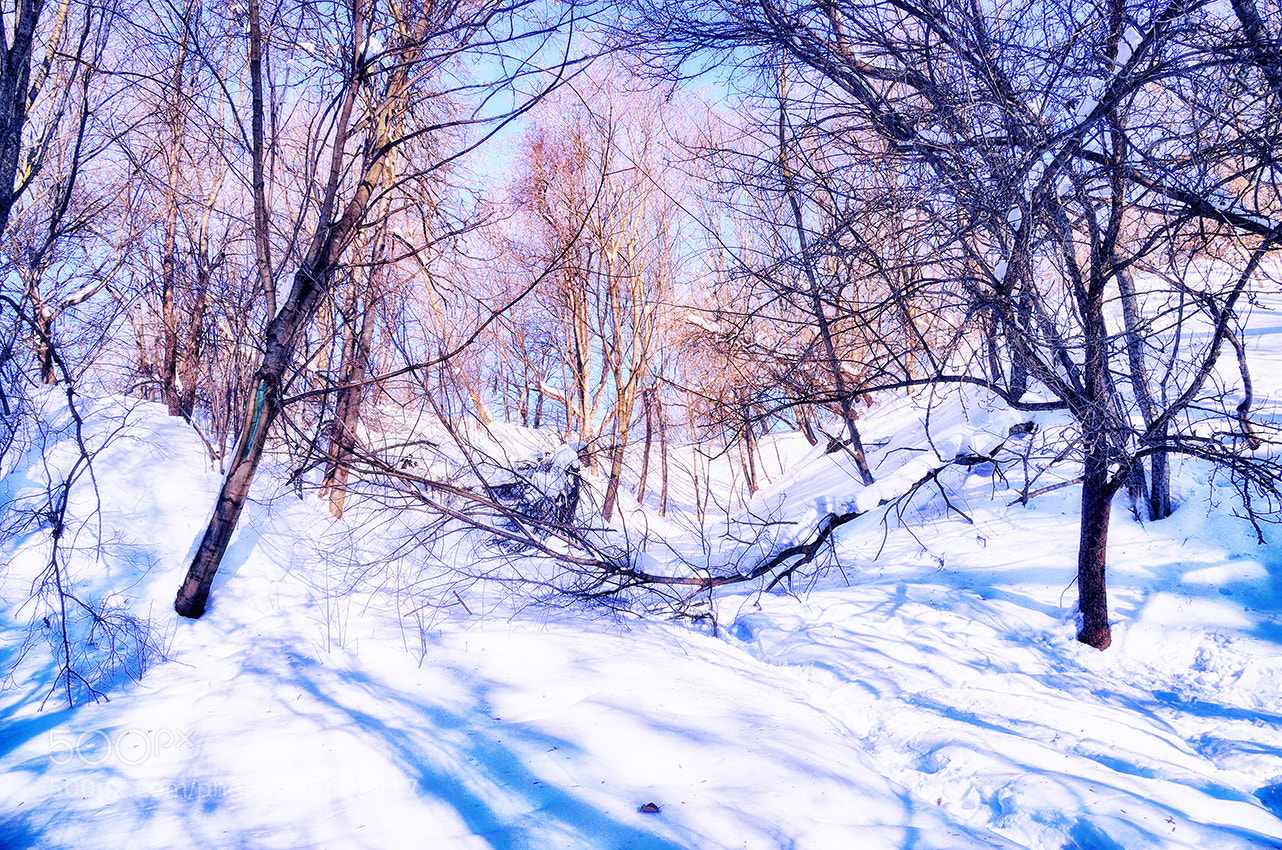 Nikon Df sample photo. March 8 photography