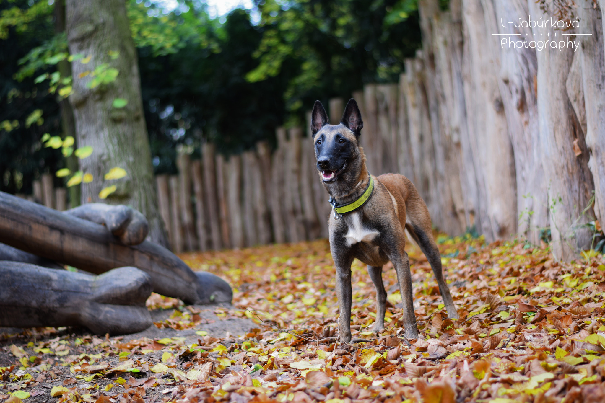 Nikon AF-S Nikkor 50mm F1.8G sample photo. Amigo the malinois photography