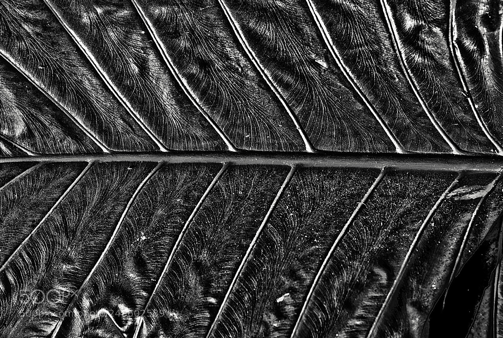 Nikon D7100 sample photo. Texture photography