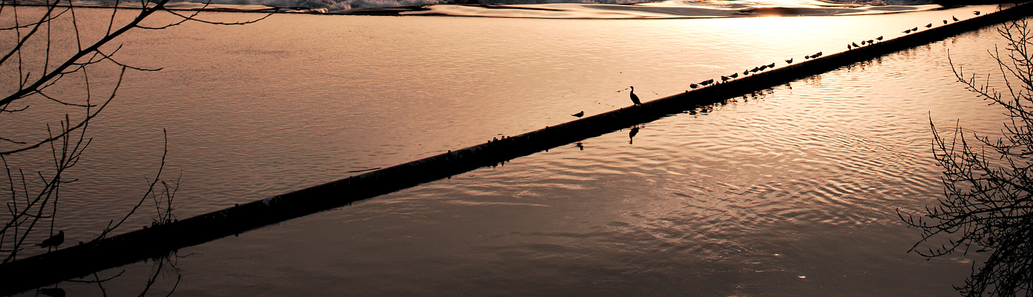 Sigma 30mm F1.4 EX DC HSM sample photo. Loners, gregarious and foreigners at dusk photography