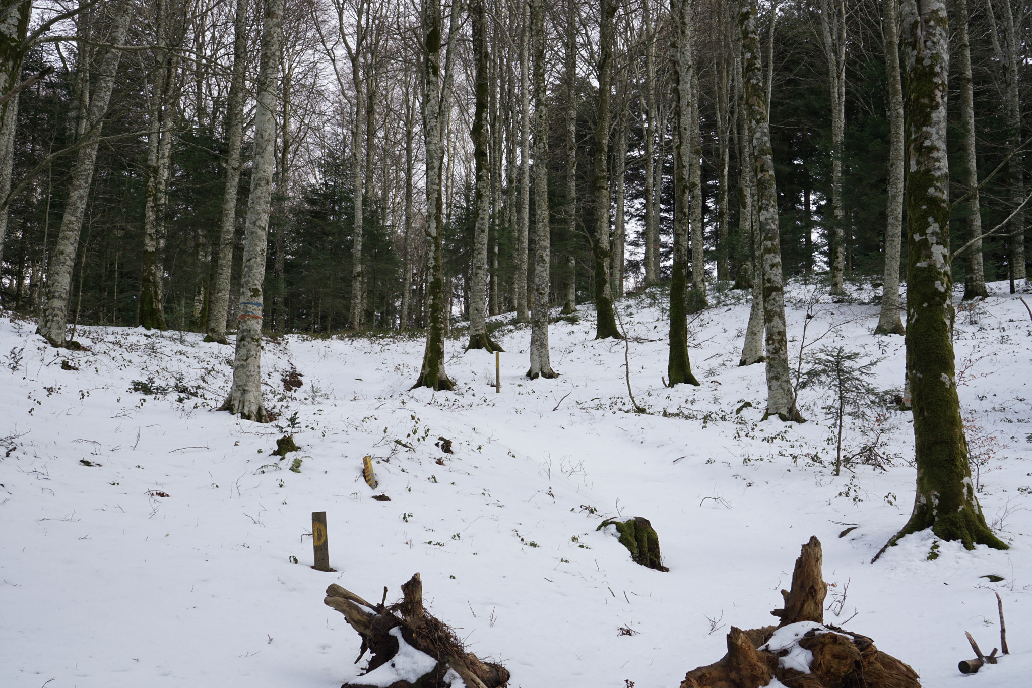 Sony a6000 + Sony E 35mm F1.8 OSS sample photo. Trees and snow photography