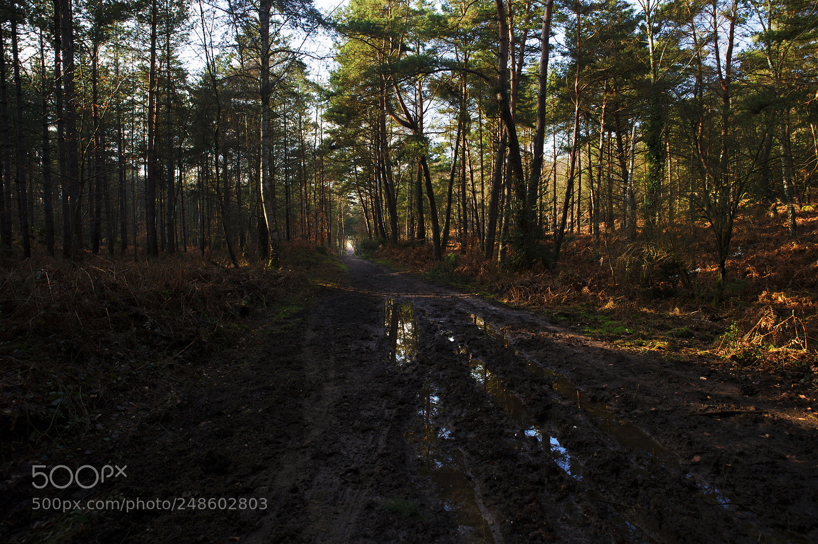 Nikon Df sample photo. Fontainebleau - vii photography