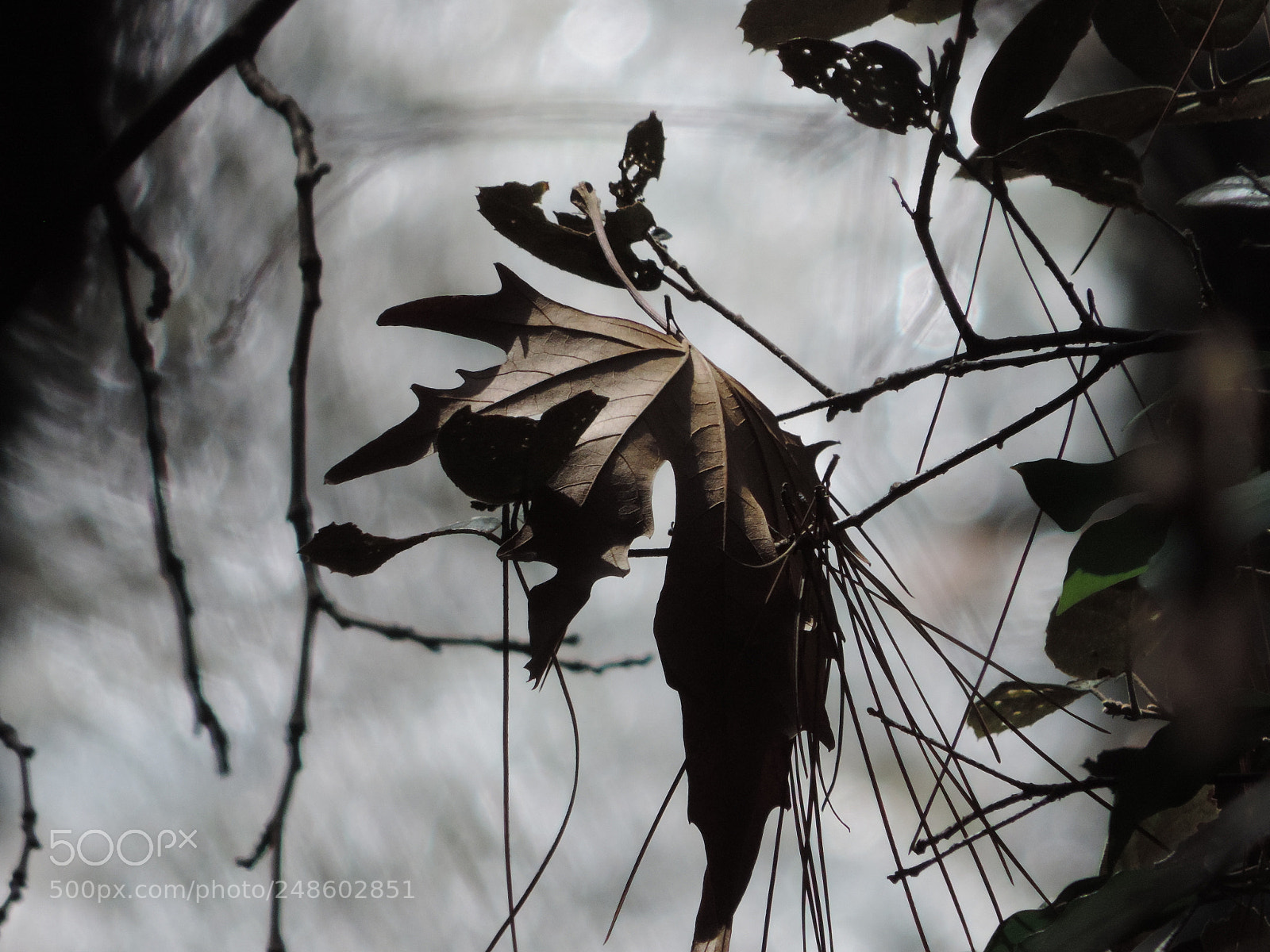 Nikon Coolpix P520 sample photo. Dead leaf photography