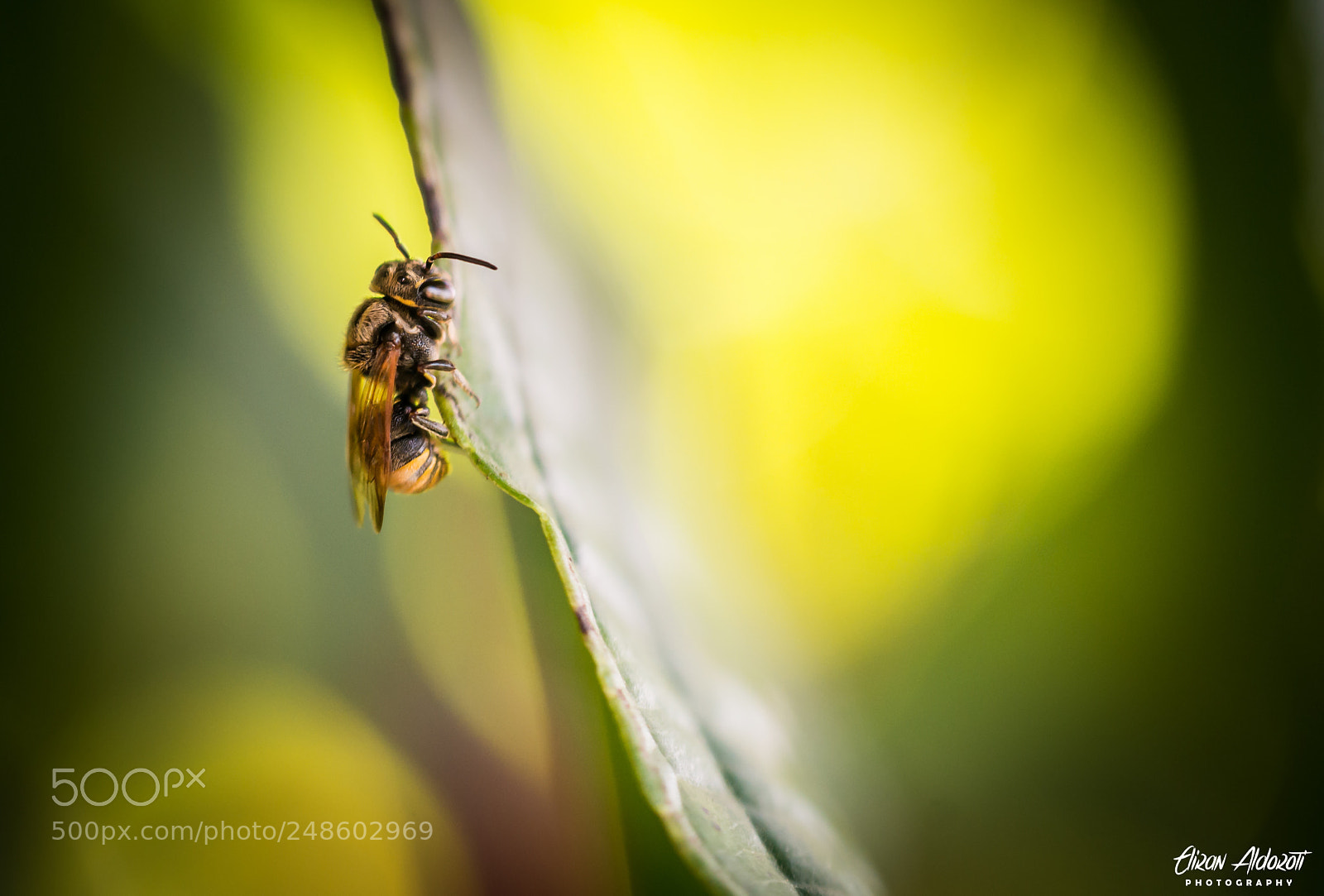 Nikon D610 sample photo. Bee photography