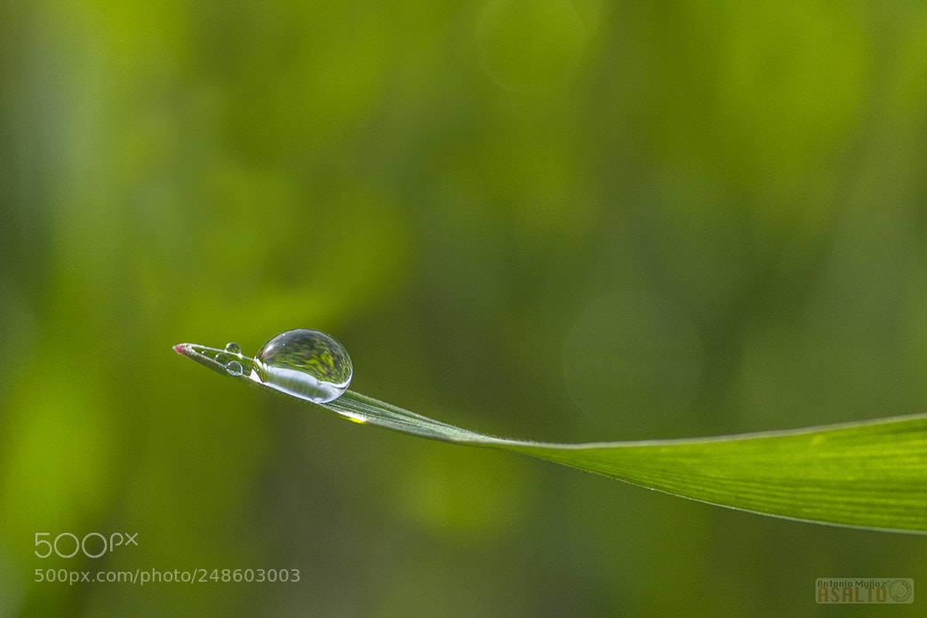 Canon EOS 7D sample photo. Drops photography