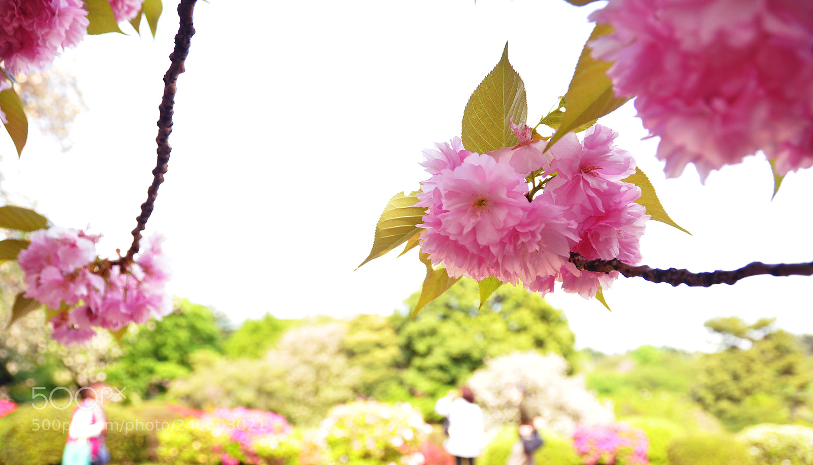 Nikon D5000 sample photo. Precious sakuras photography