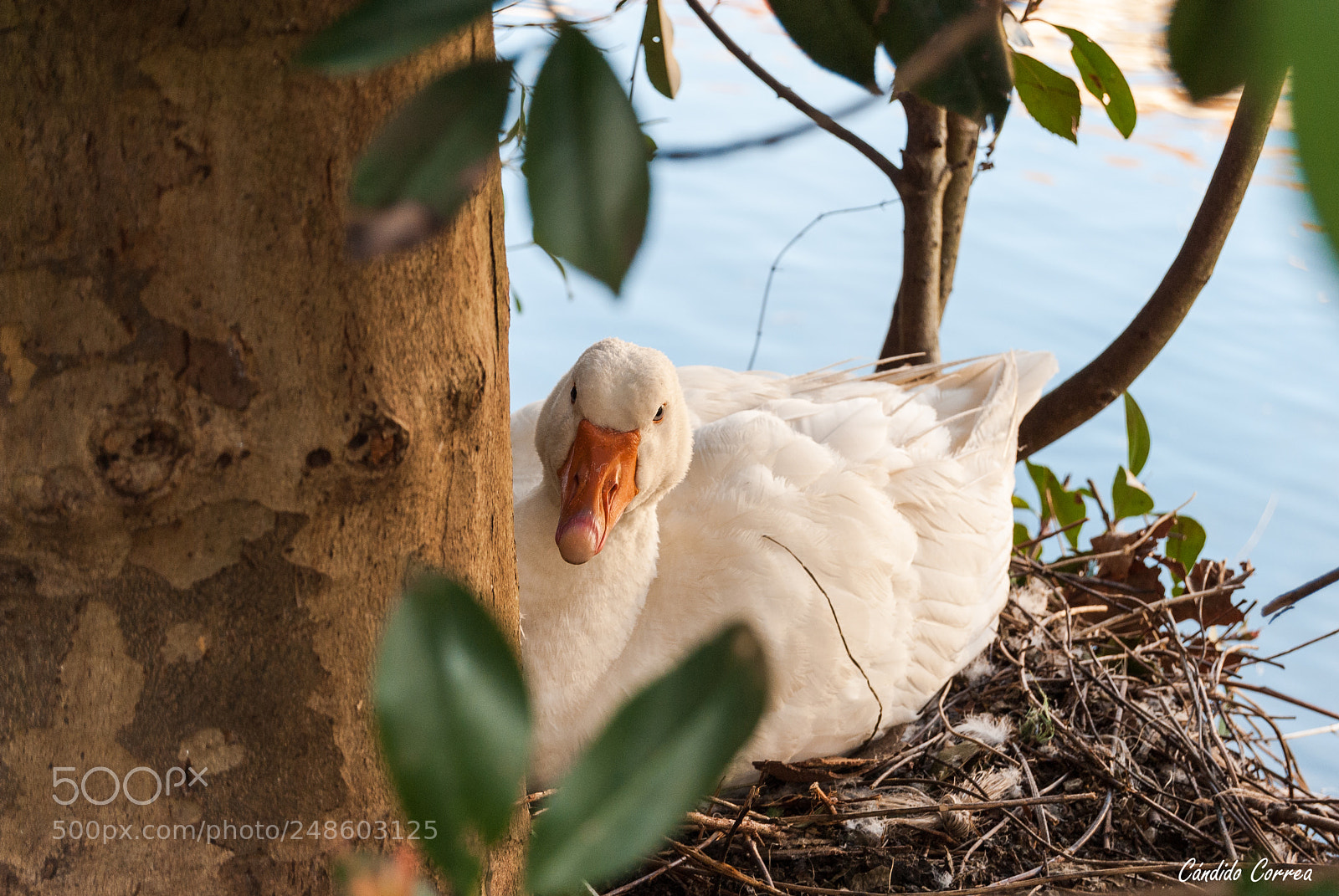 Nikon D3000 sample photo. De oca a oca... photography