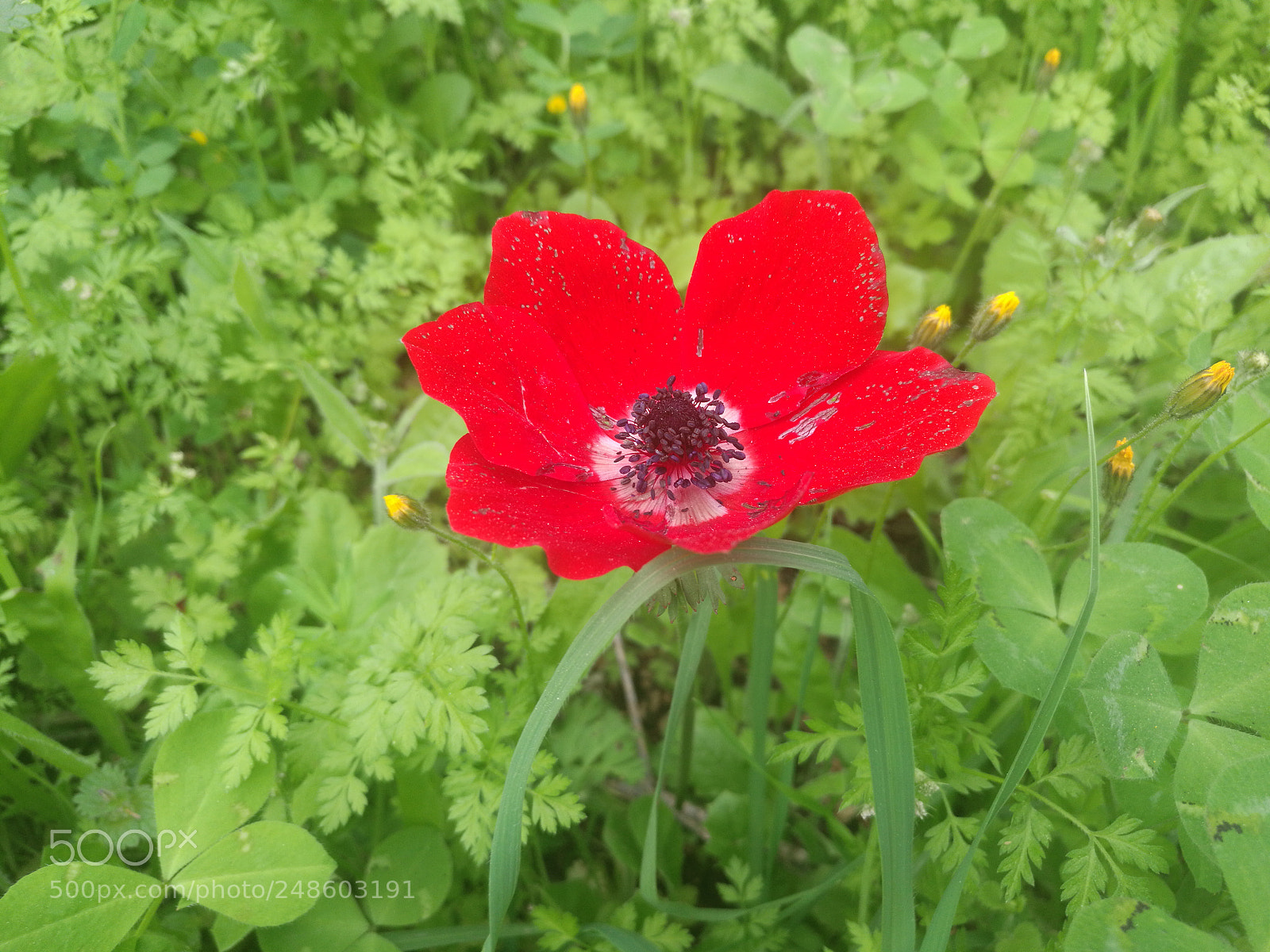 HUAWEI Mate 8 sample photo. Untitled photography