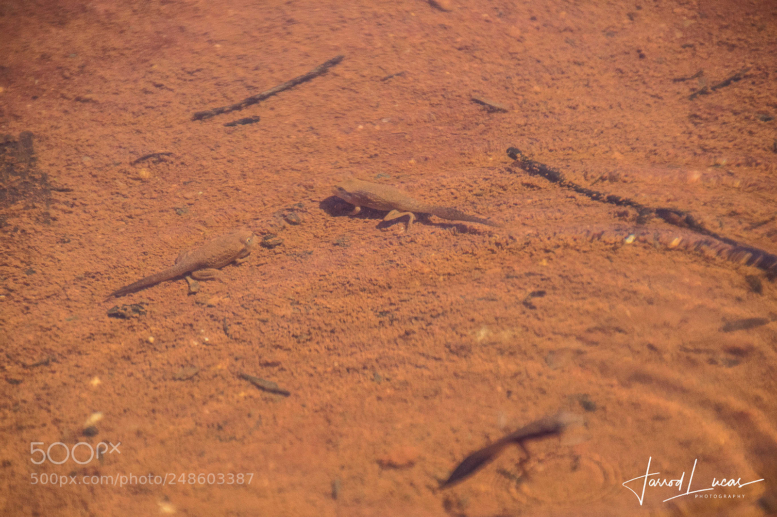 Canon EOS 7D Mark II sample photo. Tadpoles photography