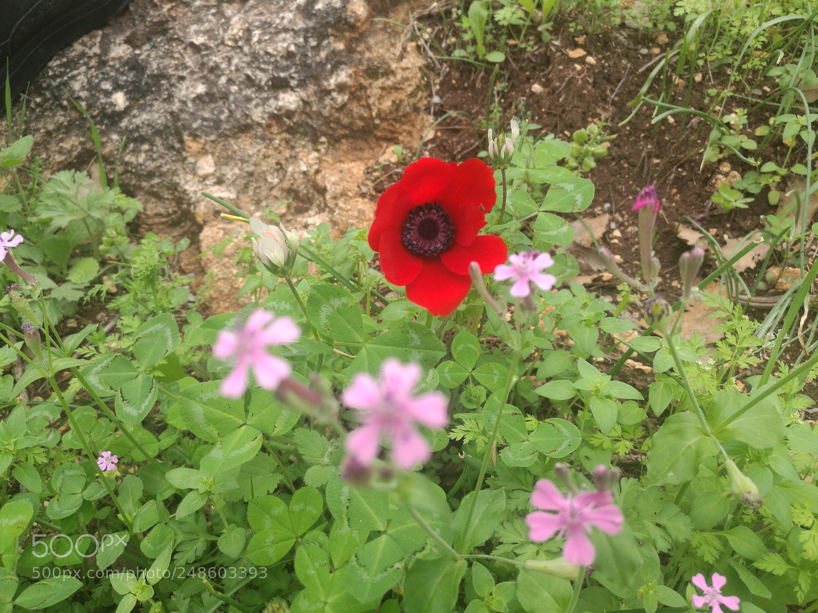 HUAWEI Mate 8 sample photo. Untitled photography