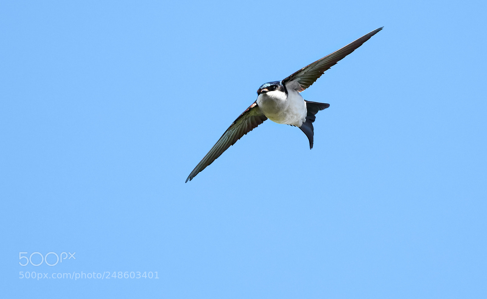 Canon EOS 5DS R sample photo. House martin photography