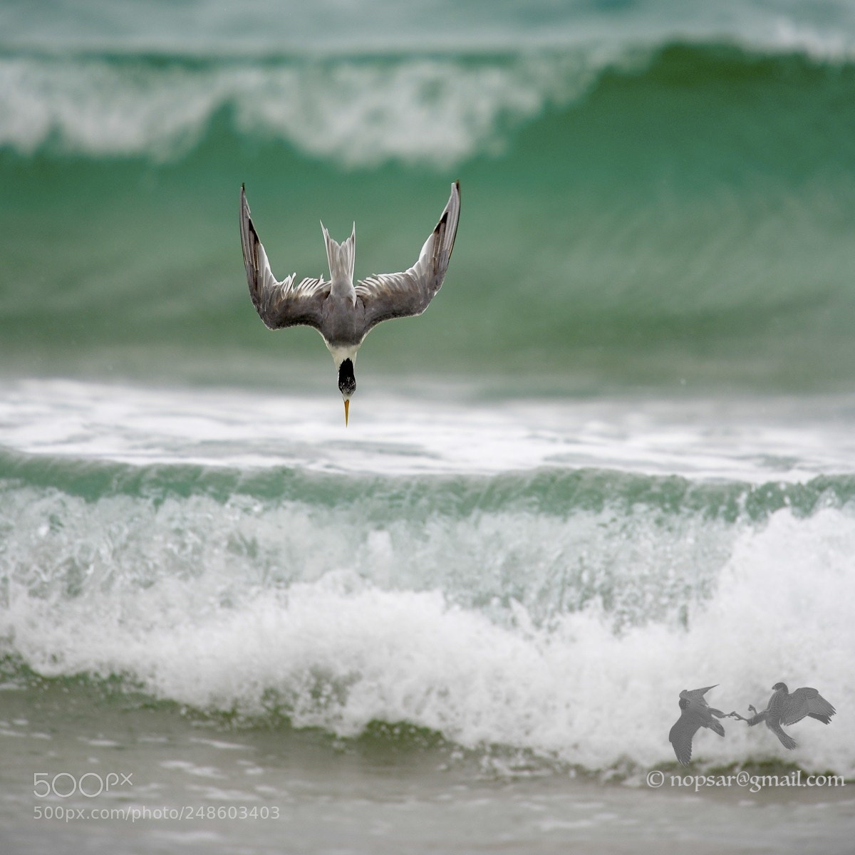Nikon D850 sample photo. My tern to dive photography