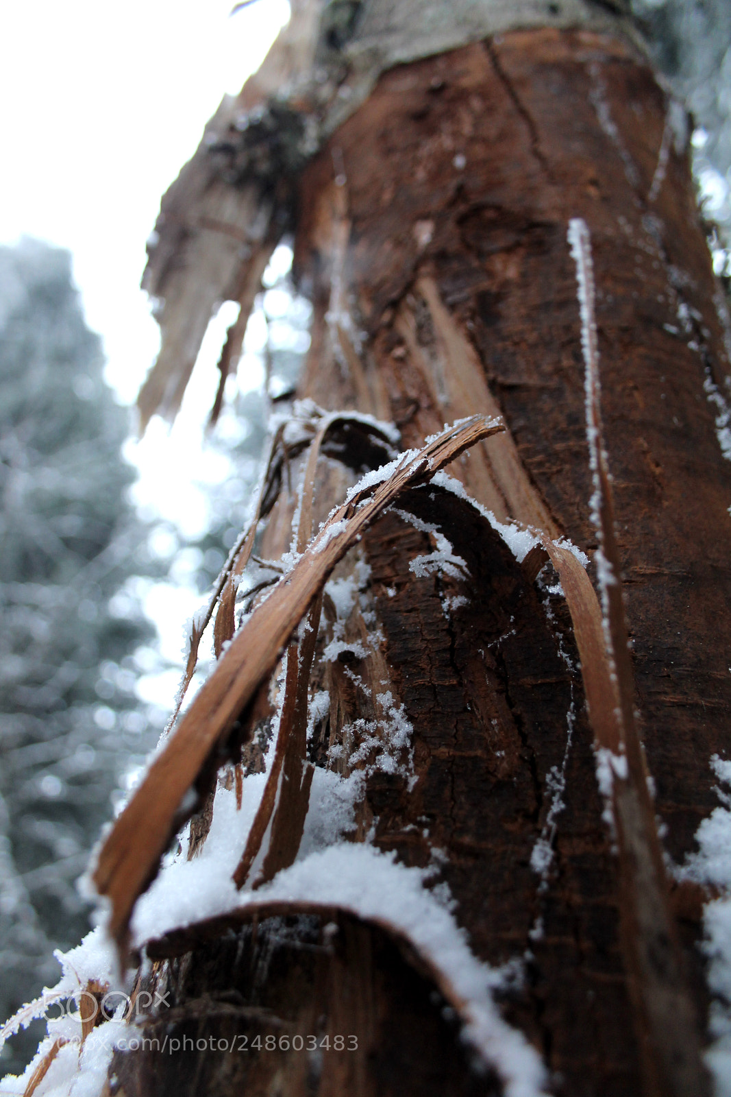 Canon EOS 1100D (EOS Rebel T3 / EOS Kiss X50) sample photo. Winter bark photography