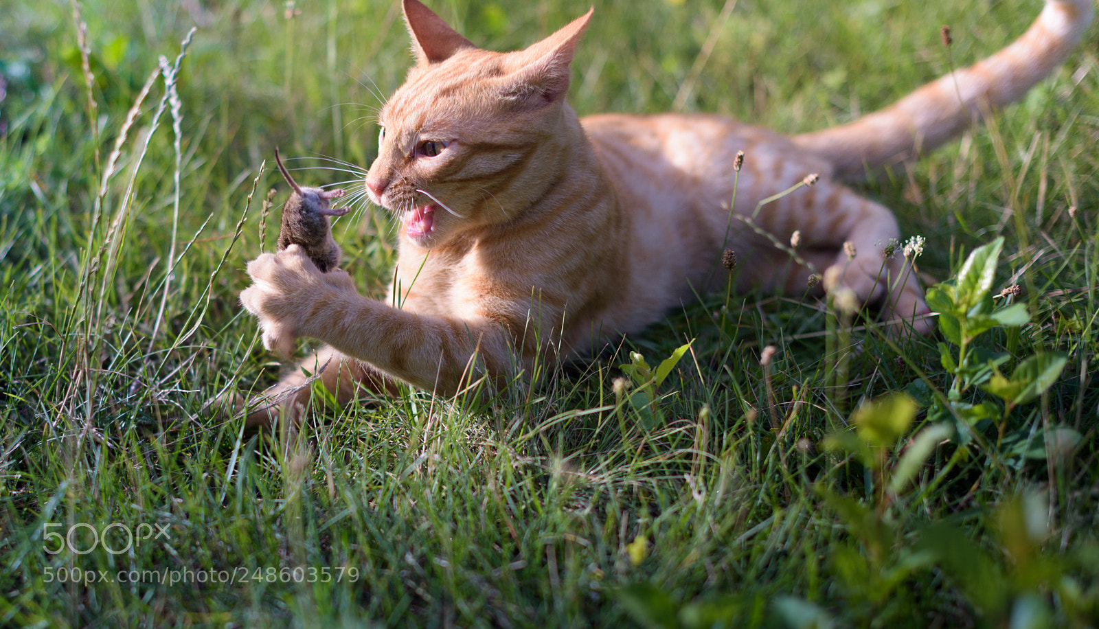 Nikon D810 sample photo. Cat and mouse photography