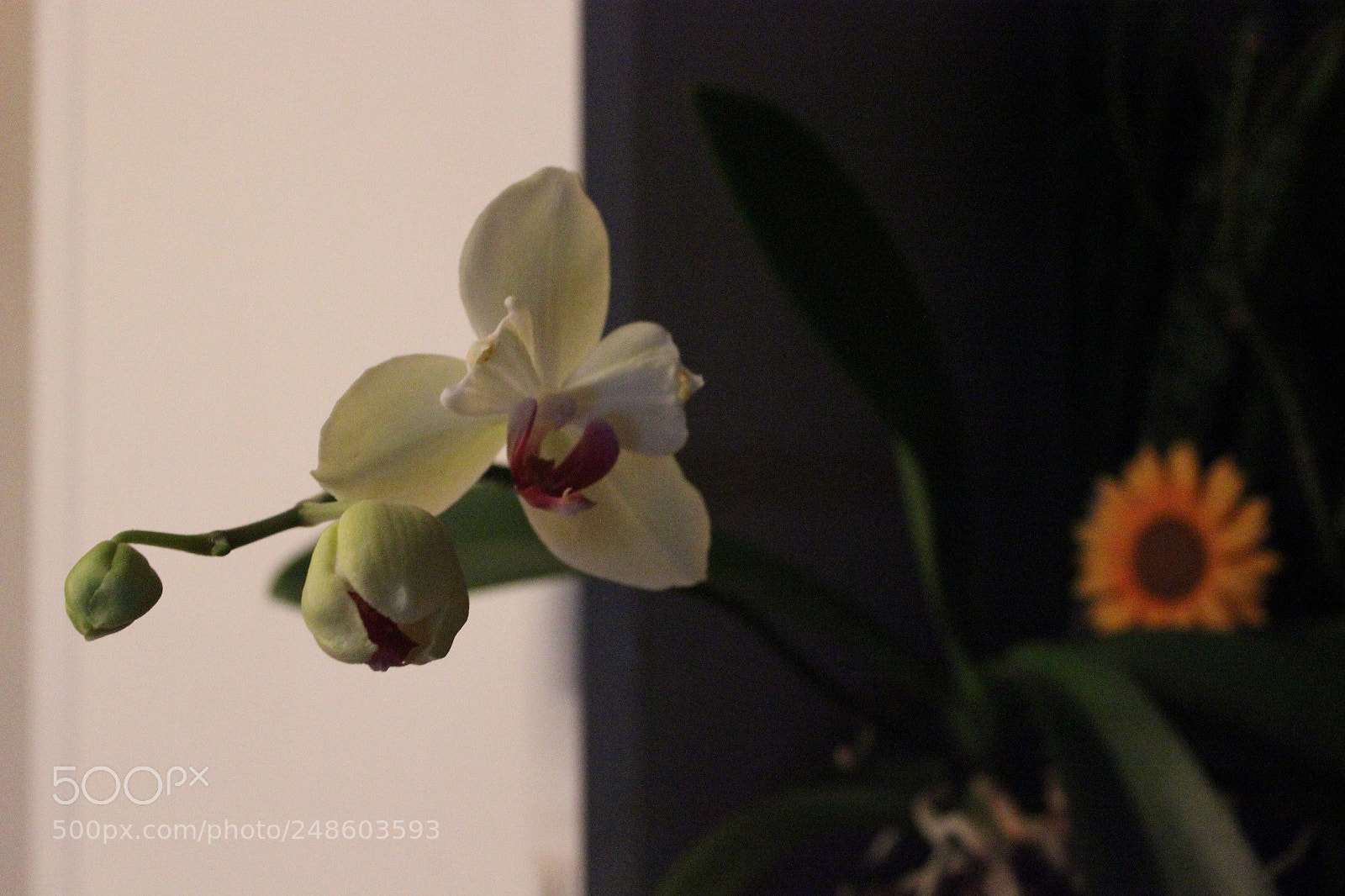 Canon EOS 600D (Rebel EOS T3i / EOS Kiss X5) sample photo. Orchid photography