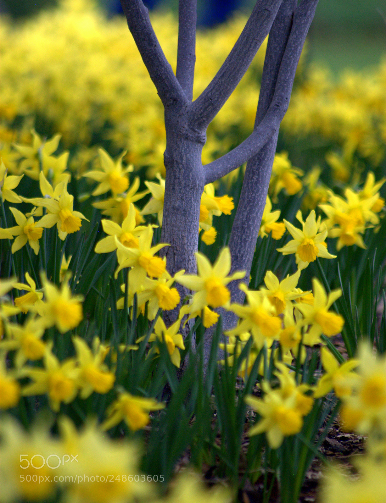 Nikon D3000 sample photo. Daffodil flowers photography