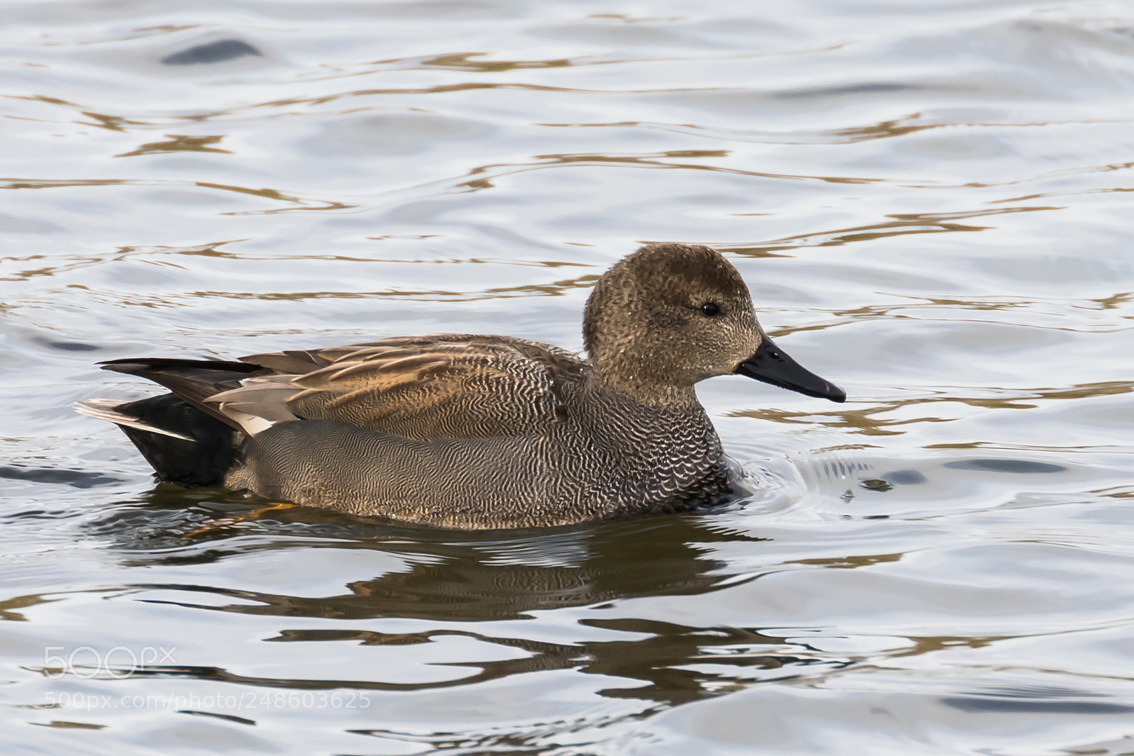 Canon EOS 7D Mark II sample photo. Gadwall photography