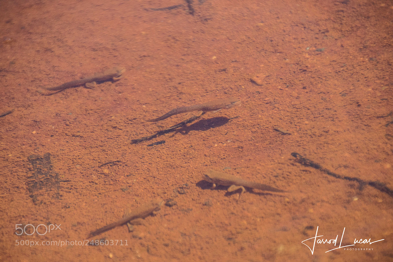 Canon EOS 7D Mark II sample photo. Tadpoles photography