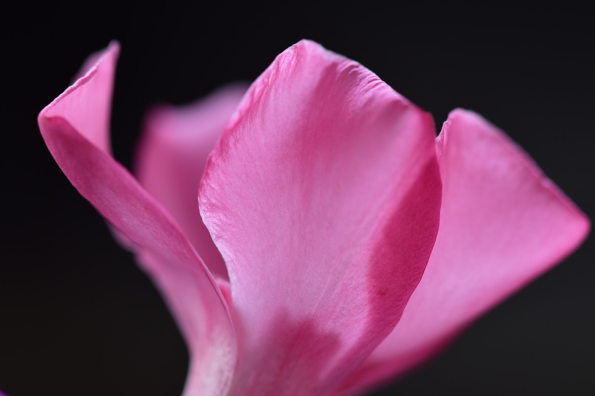 Nikon D5300 + Sigma 105mm F2.8 EX DG OS HSM sample photo. Pink flower photography