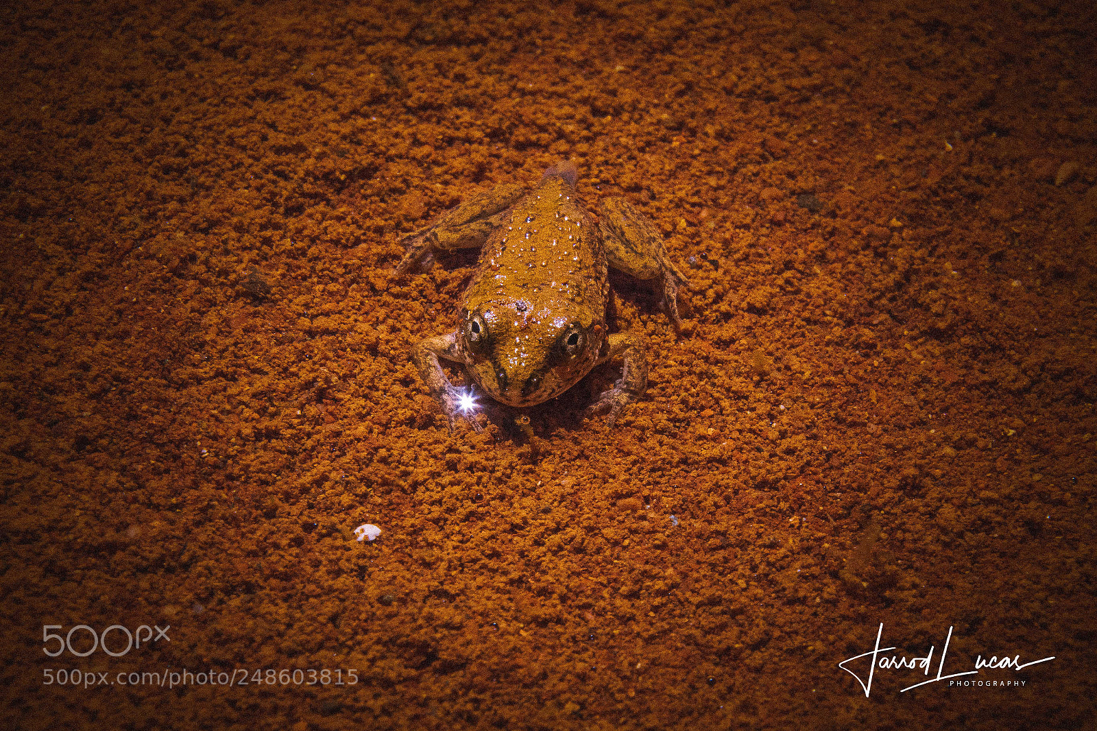 Canon EOS 7D Mark II sample photo. Kermit close-up photography