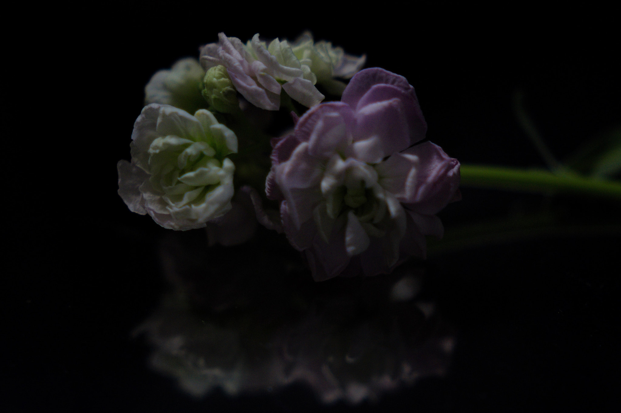 Canon EOS 450D (EOS Rebel XSi / EOS Kiss X2) sample photo. Lie down #2 photography