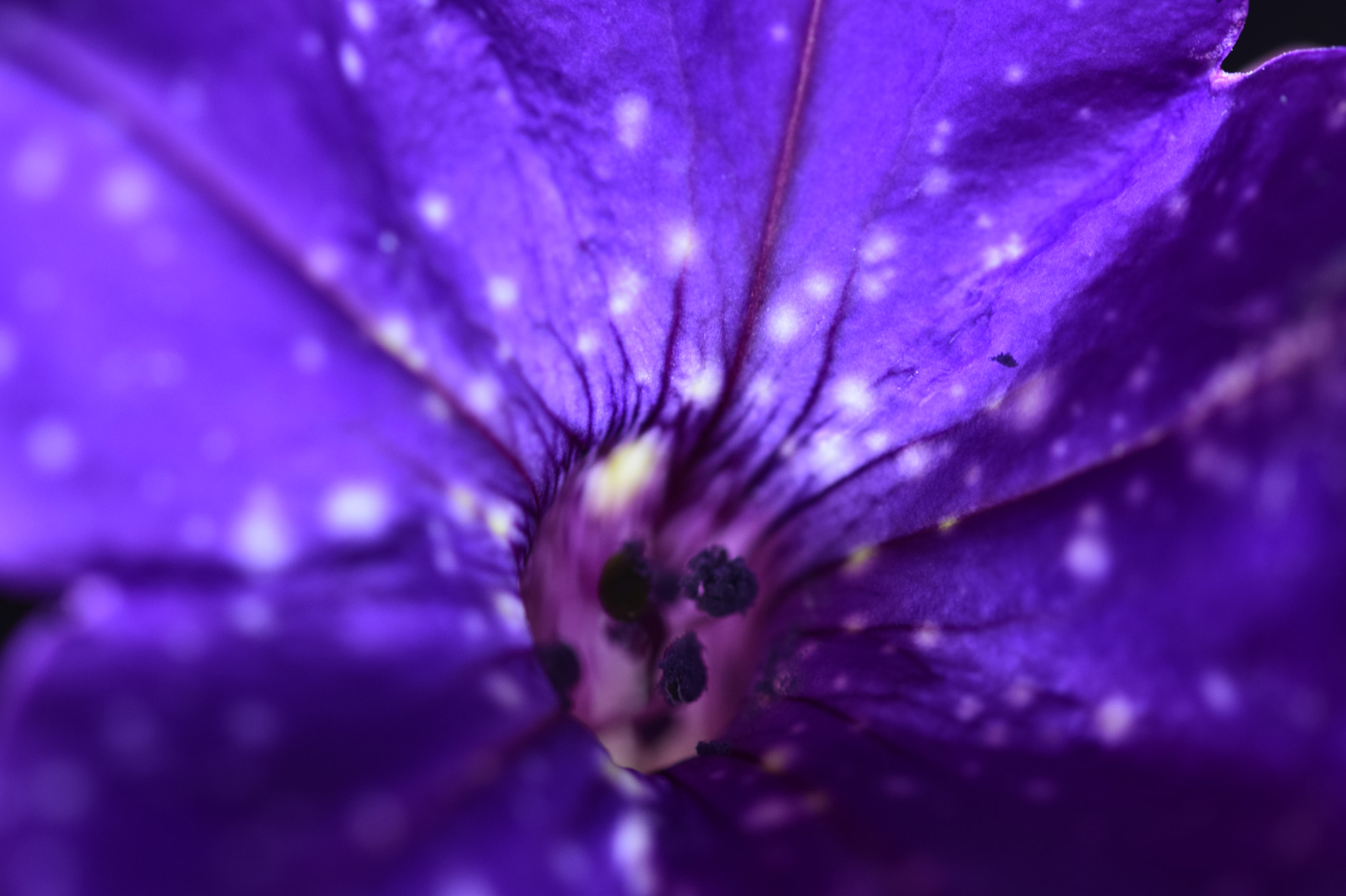 Nikon D5300 + Sigma 105mm F2.8 EX DG OS HSM sample photo. Purple flower photography
