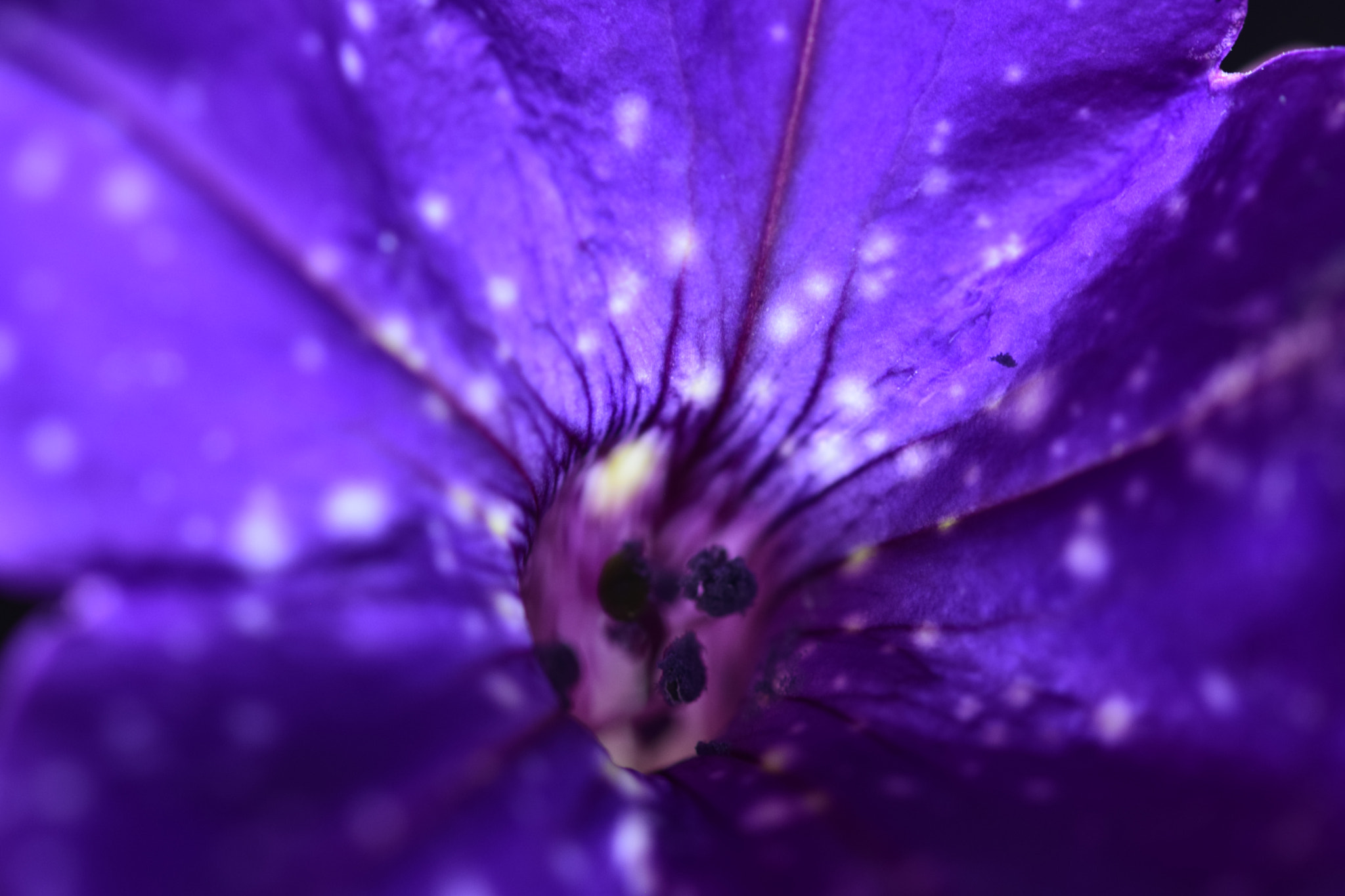 Sigma 105mm F2.8 EX DG OS HSM sample photo. Purple flower photography