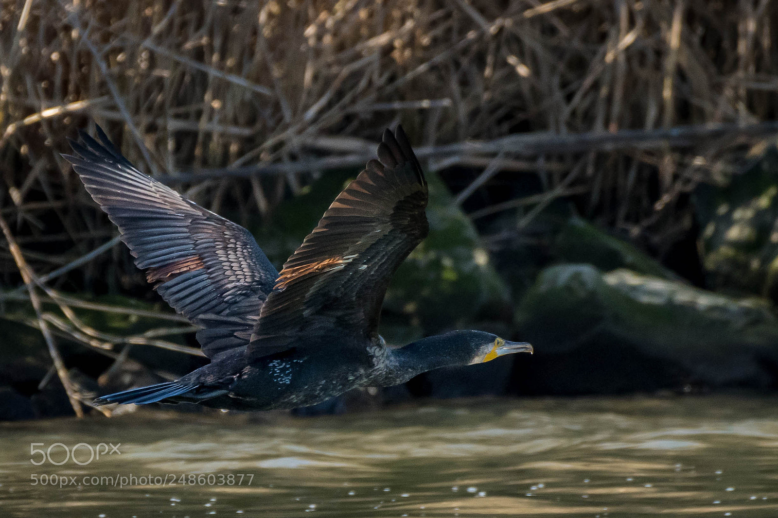 Nikon D500 sample photo. Beautiful colors of the photography