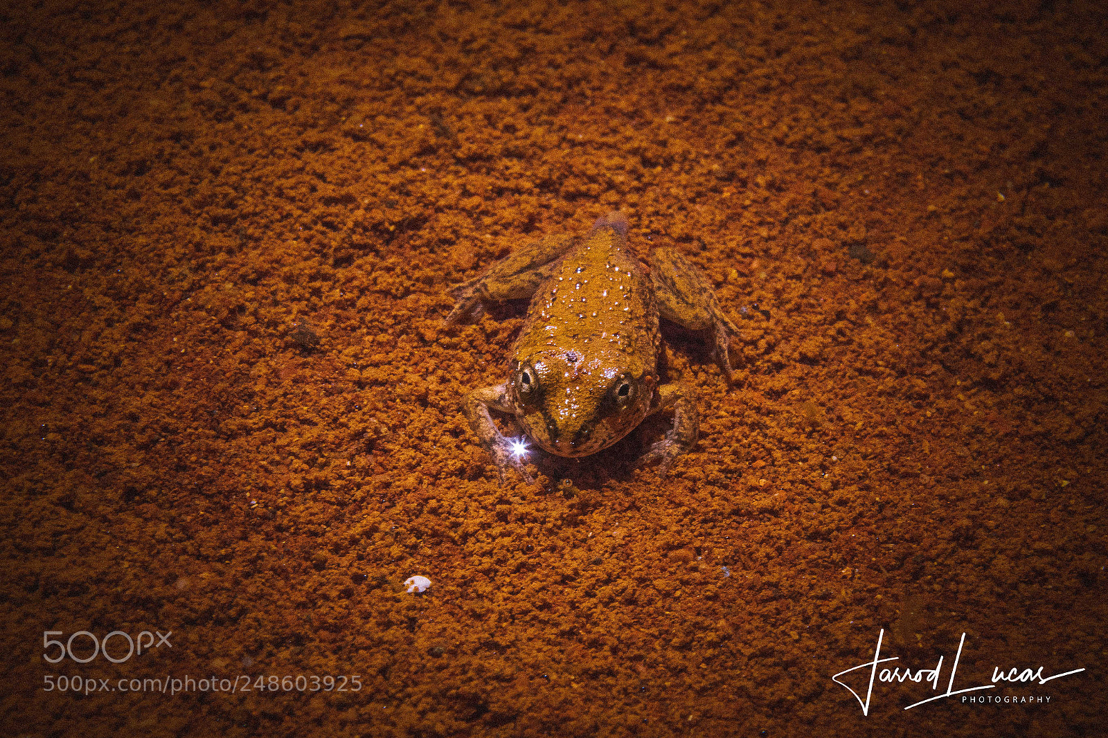 Canon EOS 7D Mark II sample photo. Kermit close-up photography