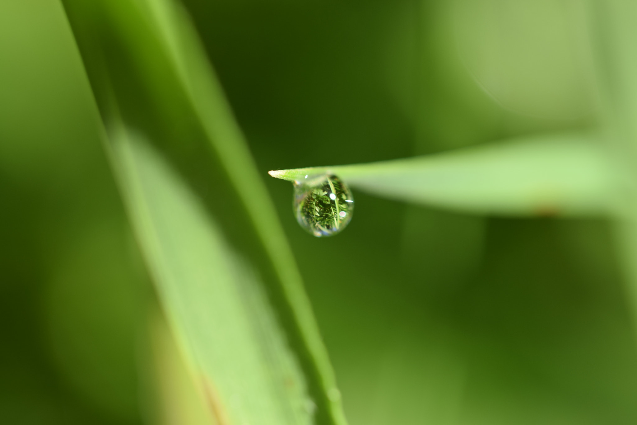 Nikon D5300 + Sigma 105mm F2.8 EX DG OS HSM sample photo. Waterdrop photography