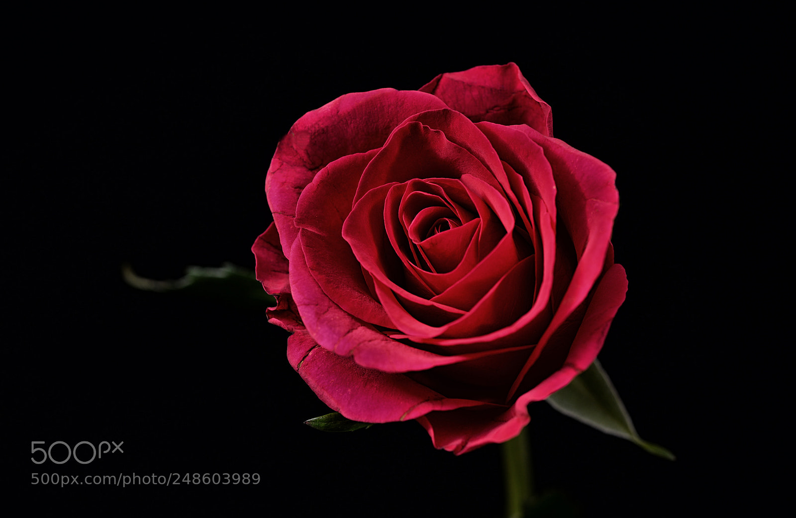Nikon D610 sample photo. Crimson feelings photography