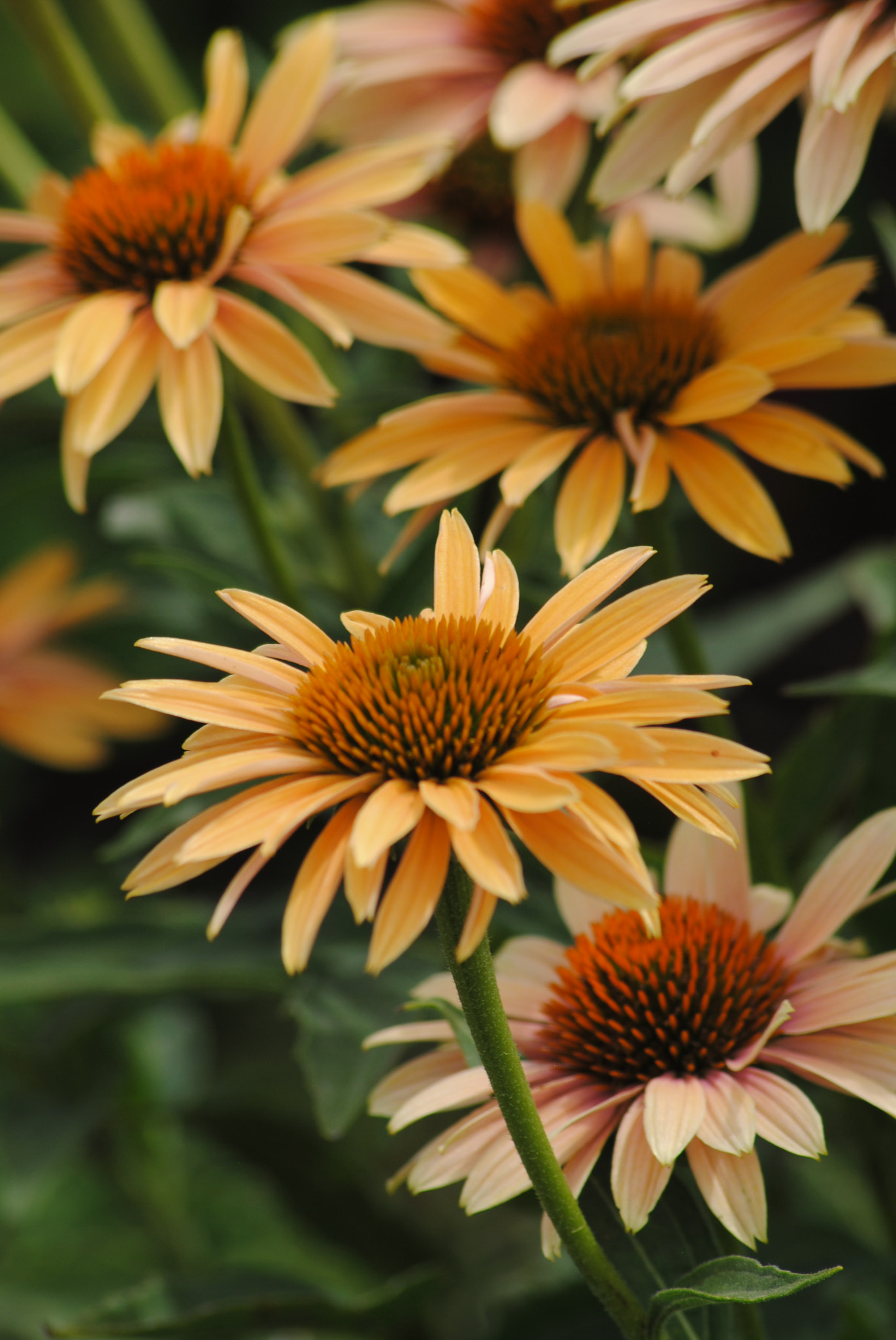 Nikon D3000 + Sigma 70-300mm F4-5.6 APO DG Macro sample photo. Orange coneflower echinacea photography