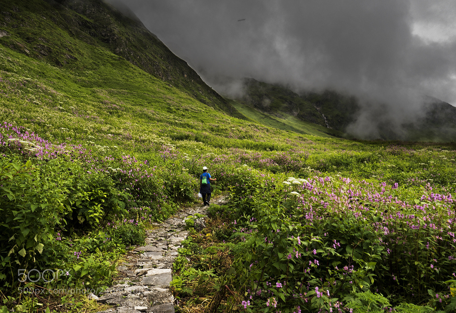 Olympus OM-D E-M5 II sample photo. Valley of flowers photography