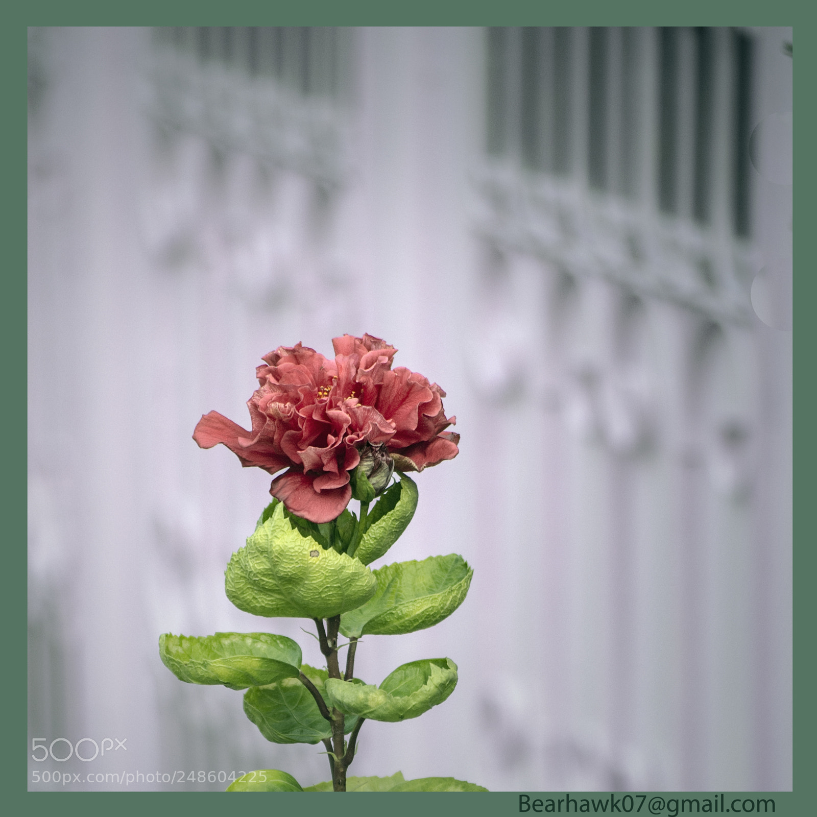 Nikon D7200 sample photo. Copy photography