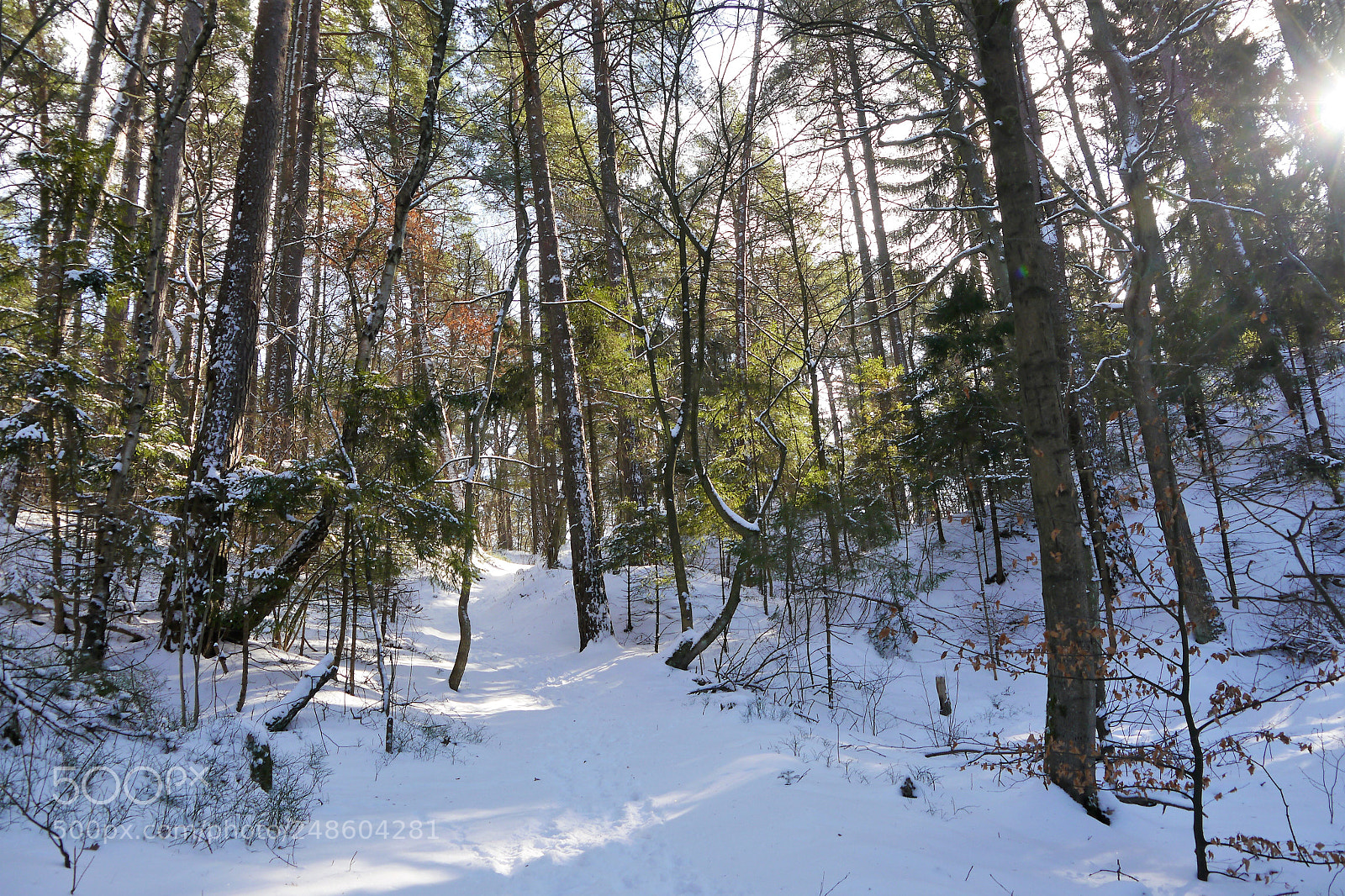 Panasonic Lumix DMC-G5 sample photo. Winter forest photography