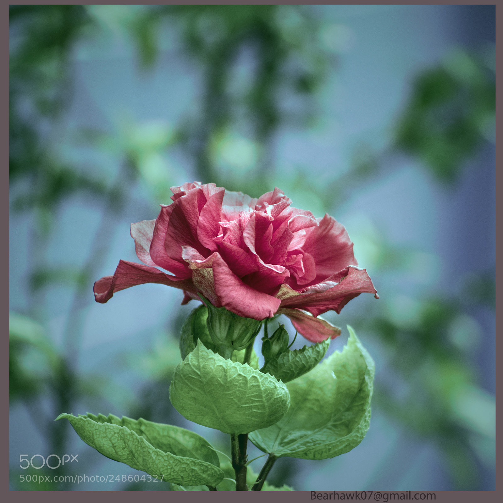 Nikon D7200 sample photo. Copy photography