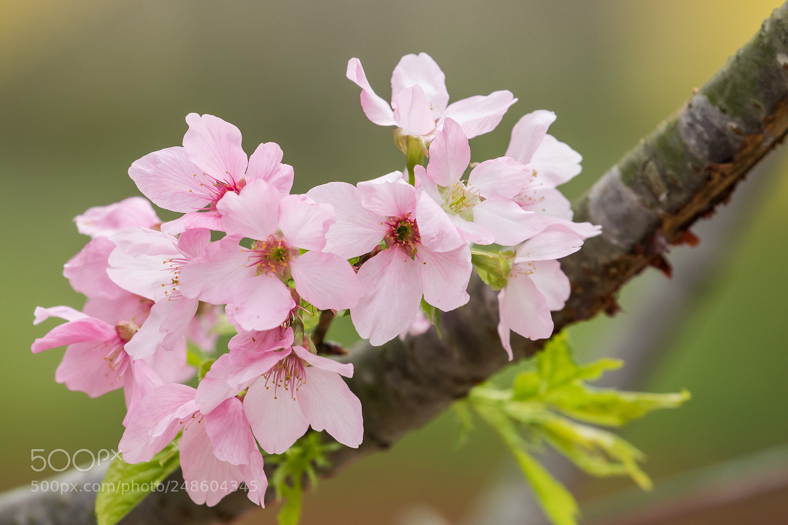 Canon EOS 7D Mark II sample photo. 山櫻花 photography
