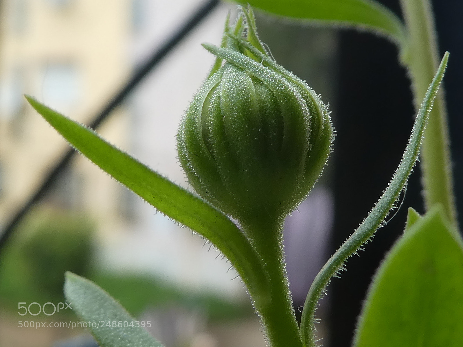 Panasonic DMC-TZ81 sample photo. Untitled photography