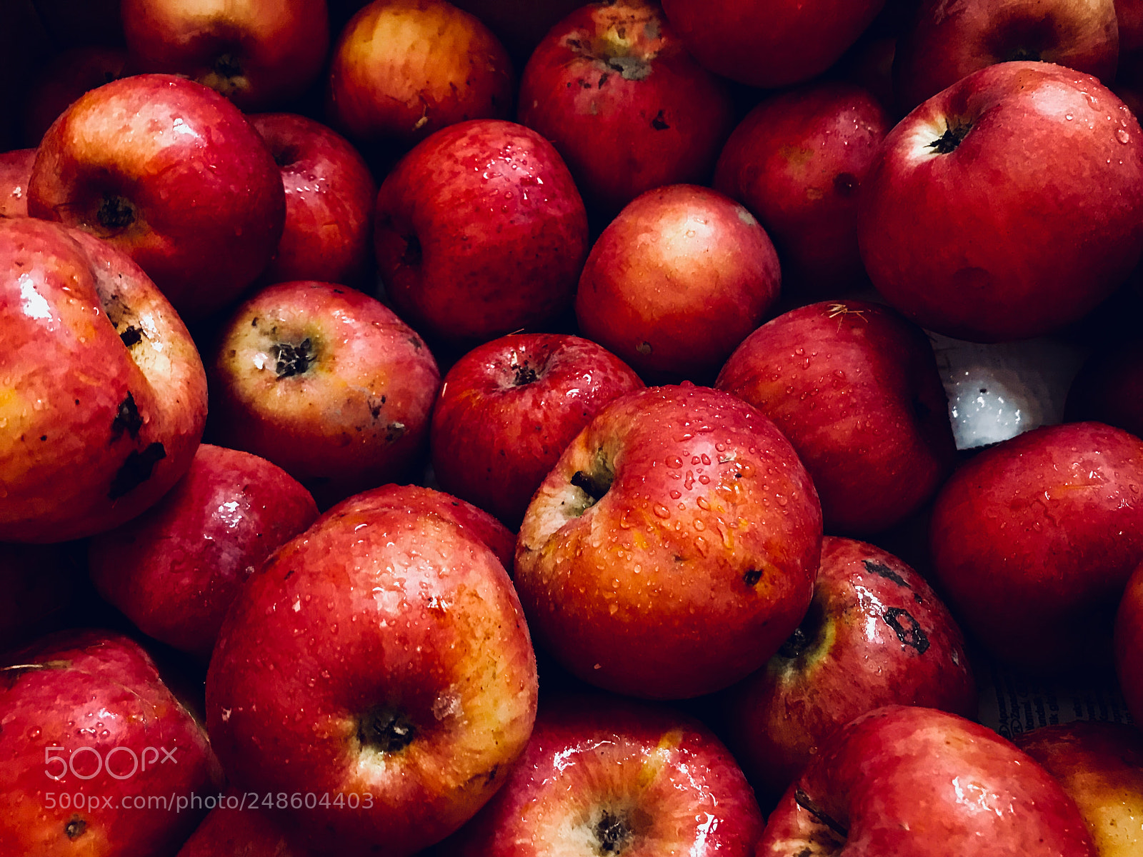 Apple iPhone 7 sample photo. Organic red apples photography