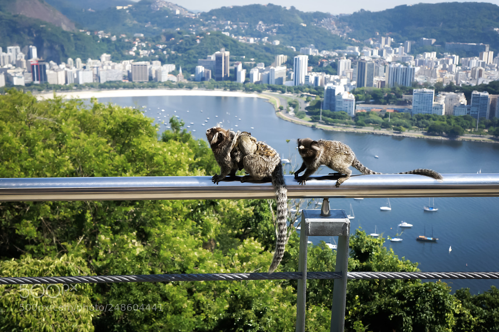 Sony Alpha NEX-5R sample photo. Brazilian monkeys photography
