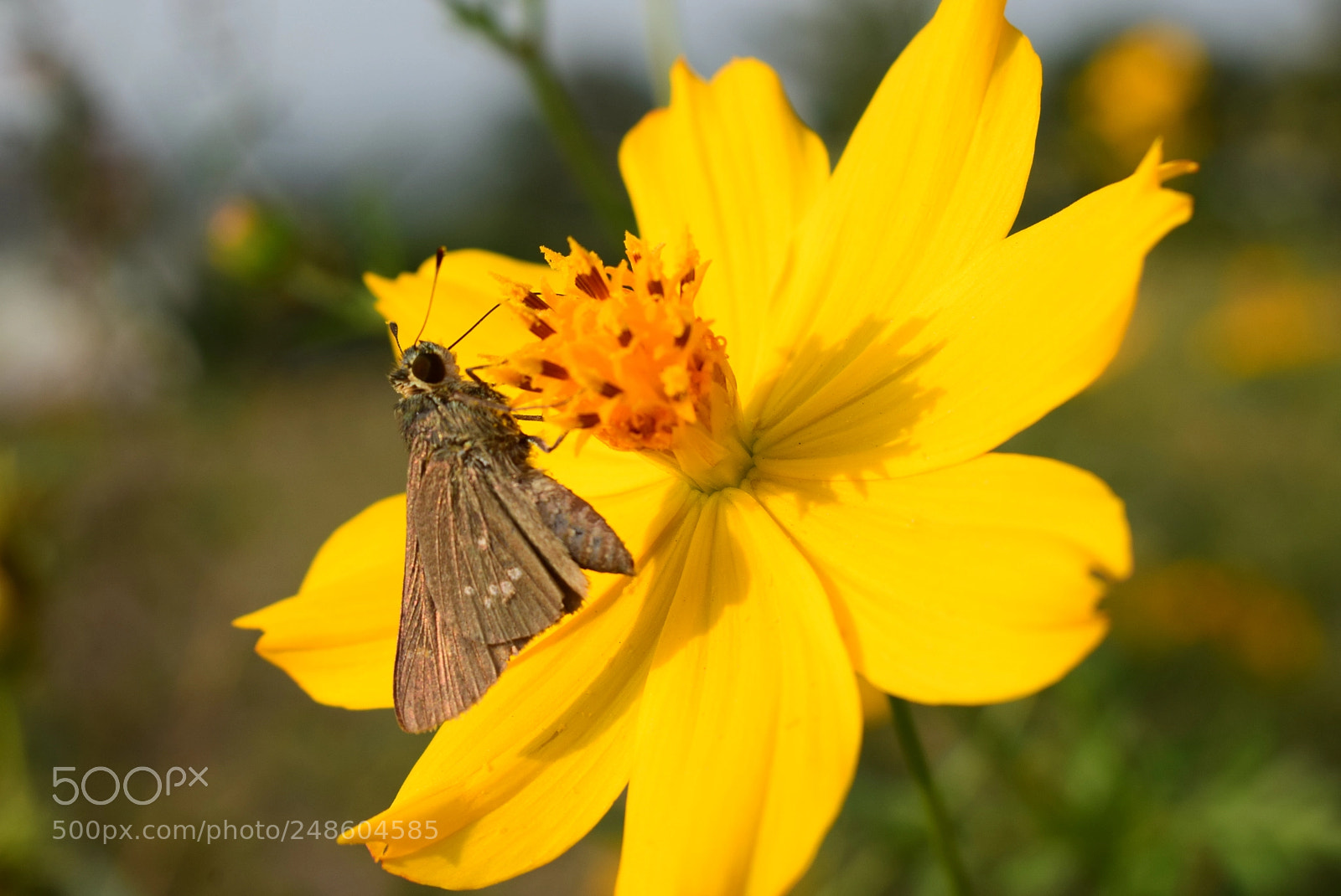 Nikon D5300 sample photo. Pollinating! photography