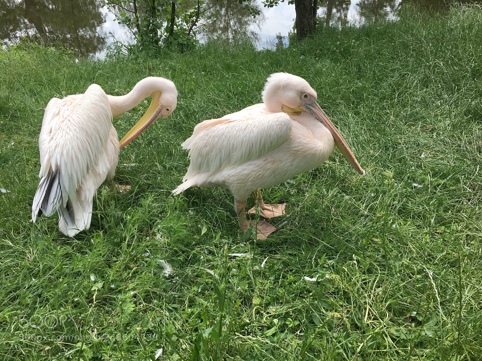 Apple iPhone 6s sample photo. Wroclaw zoo photography