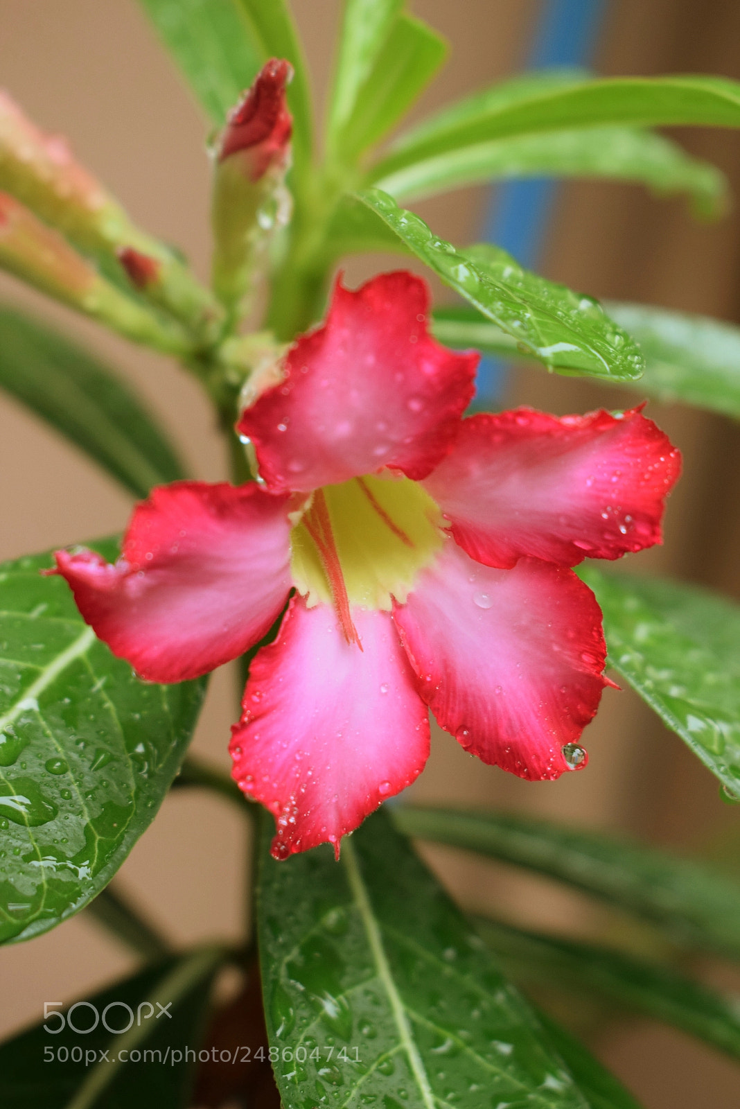 Nikon D5300 sample photo. Desert rose in dew! photography