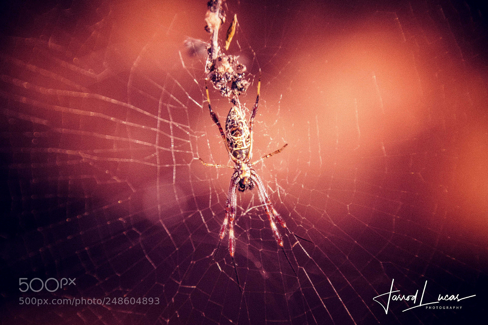 Canon EOS 7D Mark II sample photo. Spinning a web photography