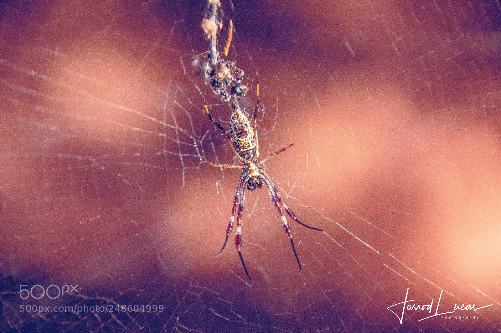 Canon EOS 7D Mark II sample photo. Spinning a web photography