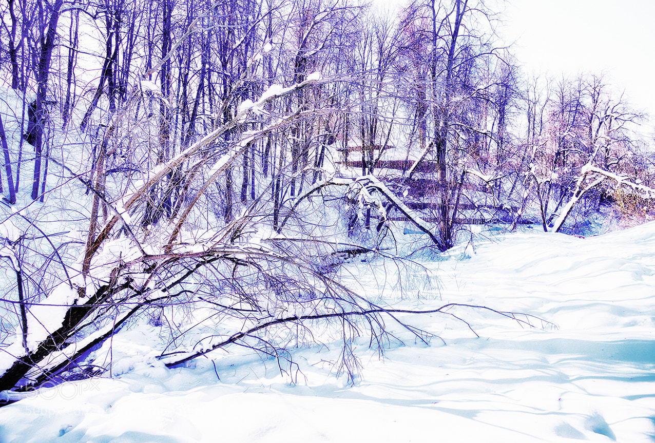 Nikon Df sample photo. Untitled photography